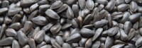 Cheap Wholesale Price Good Quality Black sunflower /Helianthus annuus